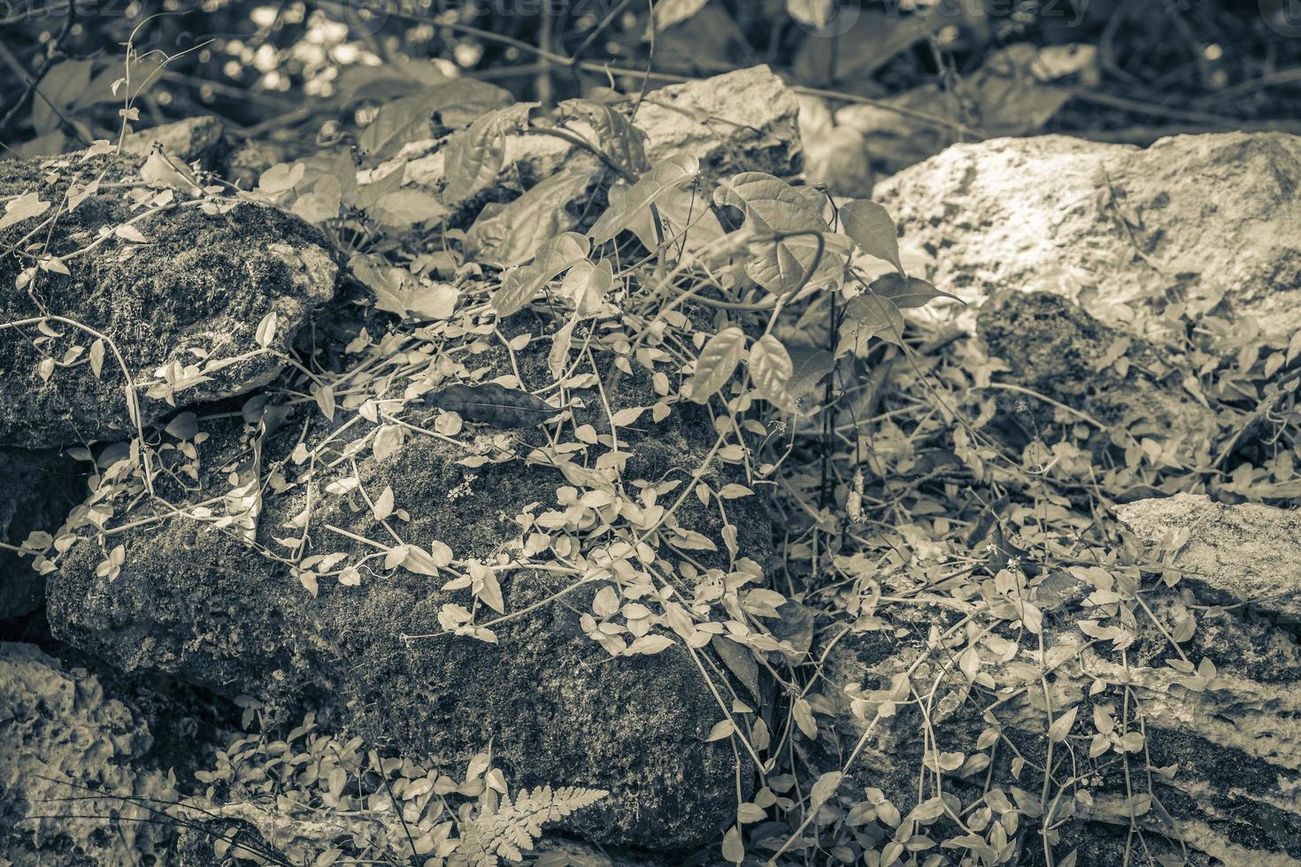 tropischer dschungel pflanzen bäume felsen steine muyil maya ruinen mexiko. foto