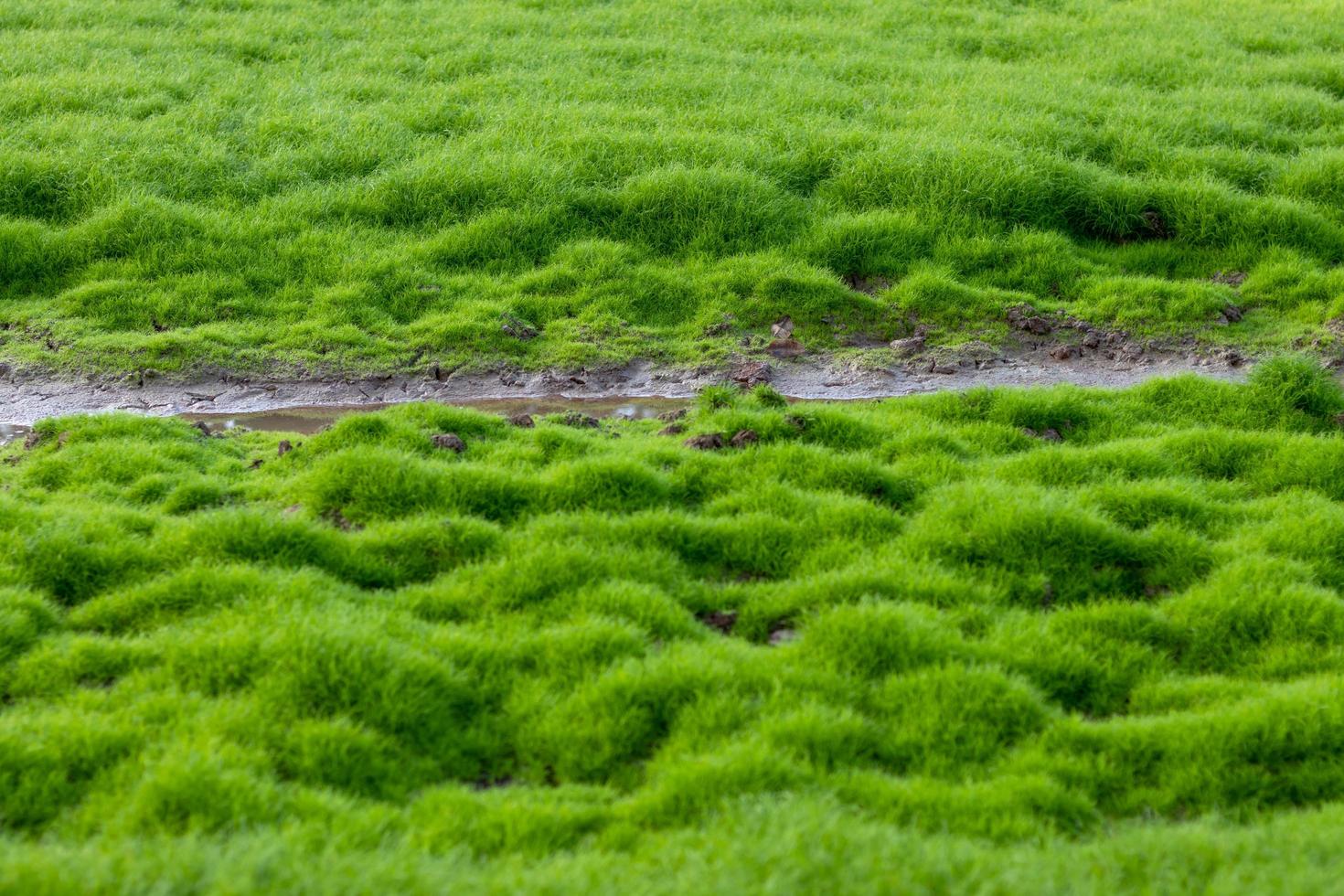 Nahaufnahme der Wasserrinne mit grünem Moos. foto