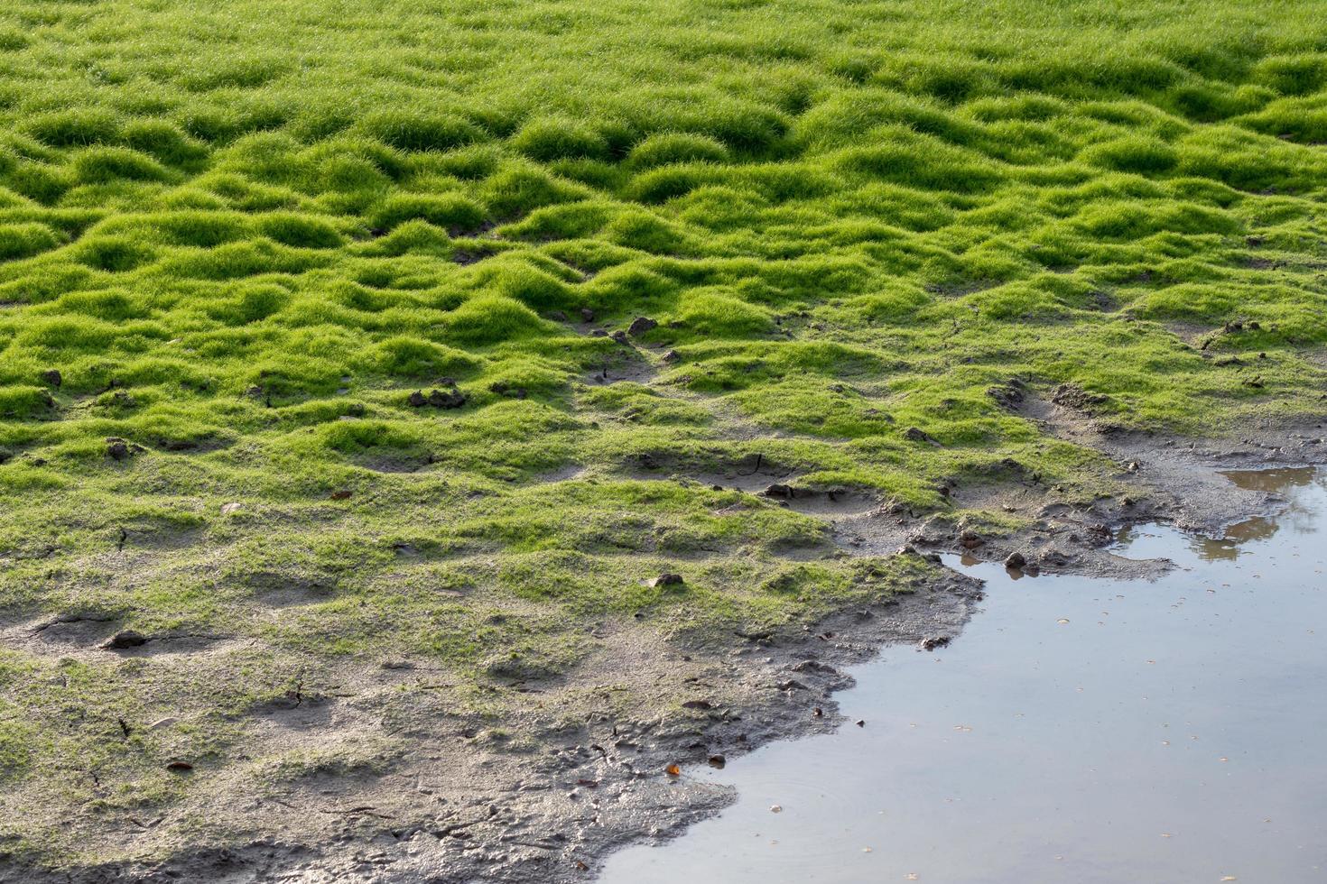 frisches grünes Moos im Sumpf. foto