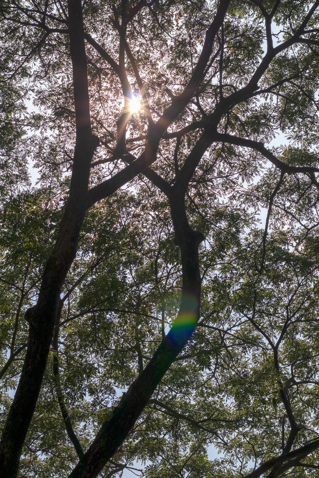 Hintergrund des Sonnenlichts, das tagsüber durch große Äste scheint. foto