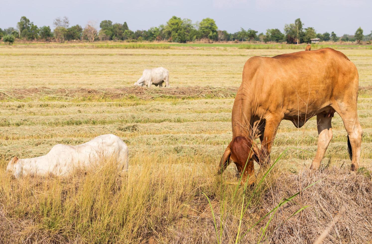 Vieh weidet auf mit Stroh bedeckten Feldern. foto