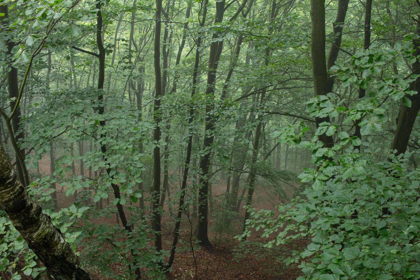 landschaft in den bergen im nationalpark der tschechischen schweiz, kiefernwald und felsen foto