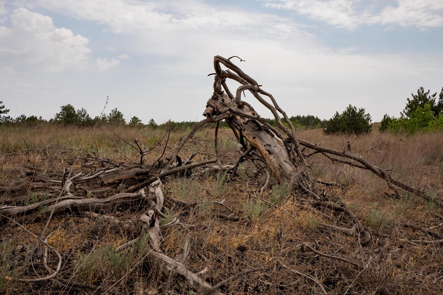 schöne Herbstlandschaft mit altgefallenem Baum auf trockenen Feldern foto