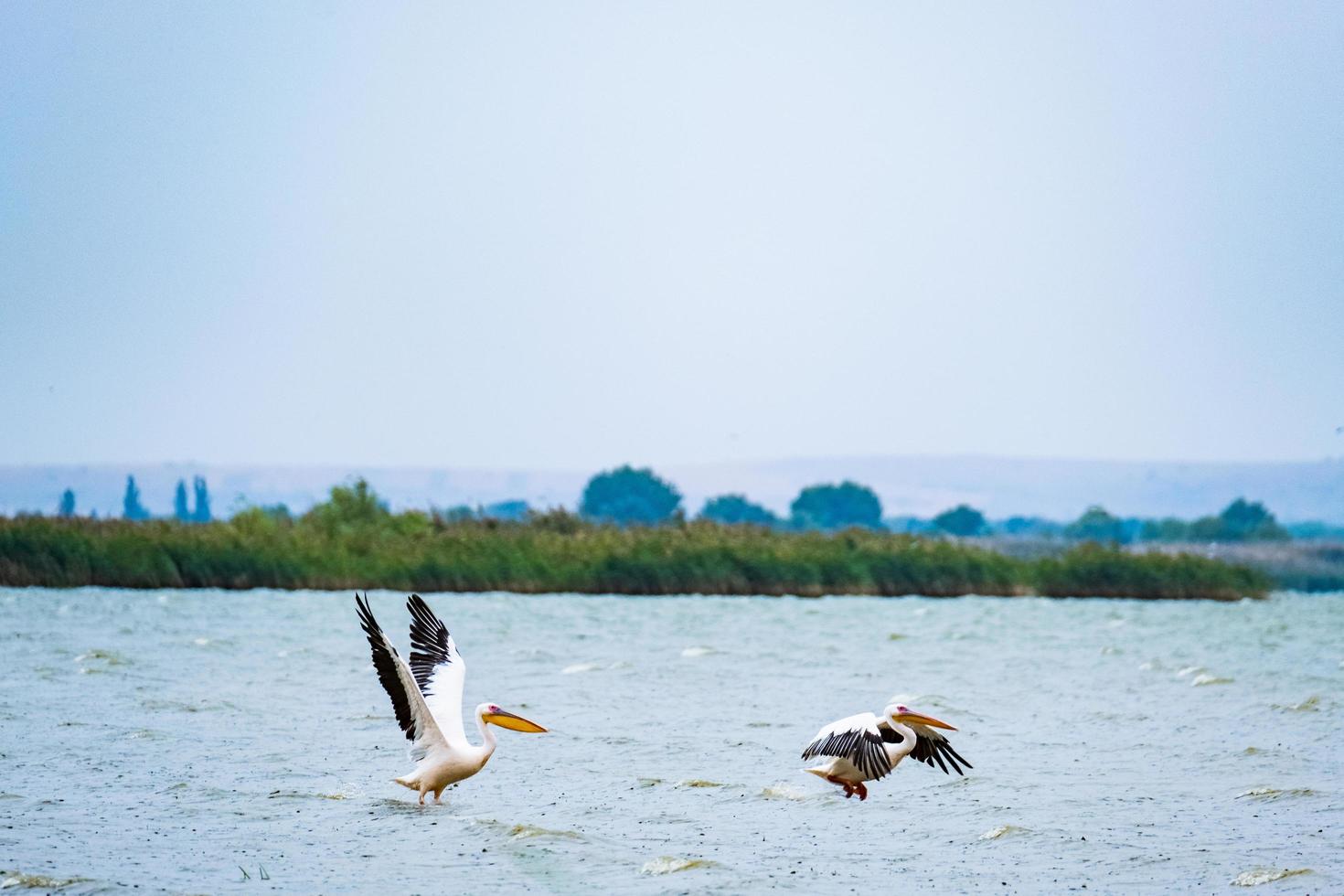 Landschaft mit großem See und Pelikanen in der Ukraine foto