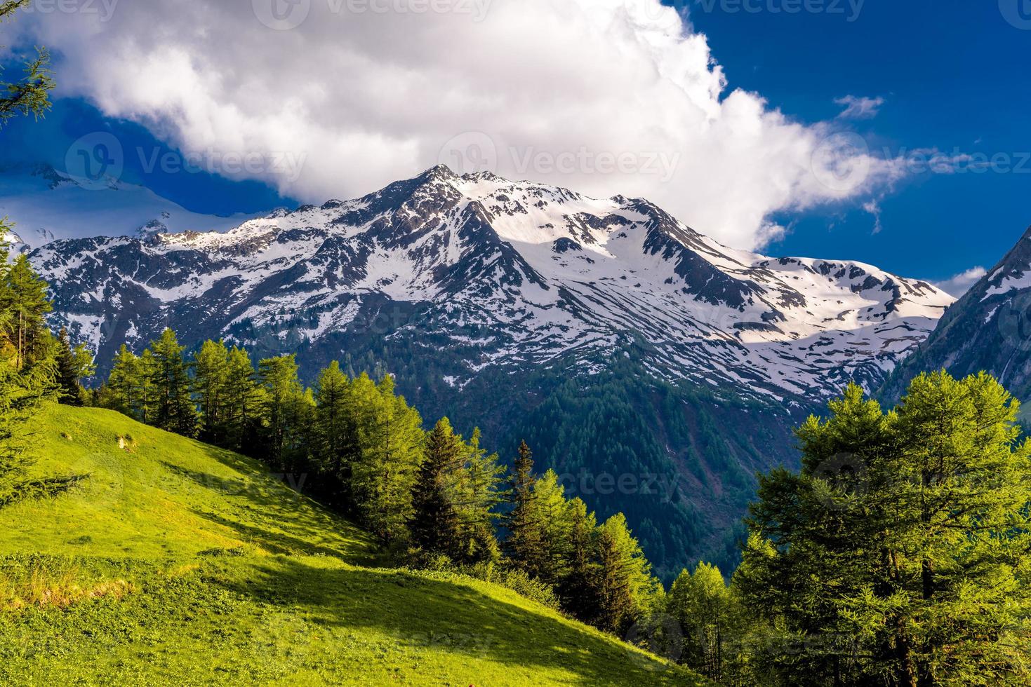 Kiefern in Feldern in Alpbergen, Martigny-Combe, Martigny, foto