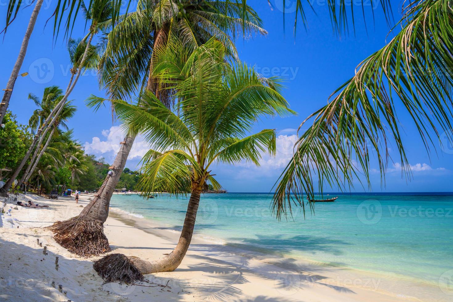 kokosnusspalmen am tropischen haad yao beach, koh phangan island, su foto