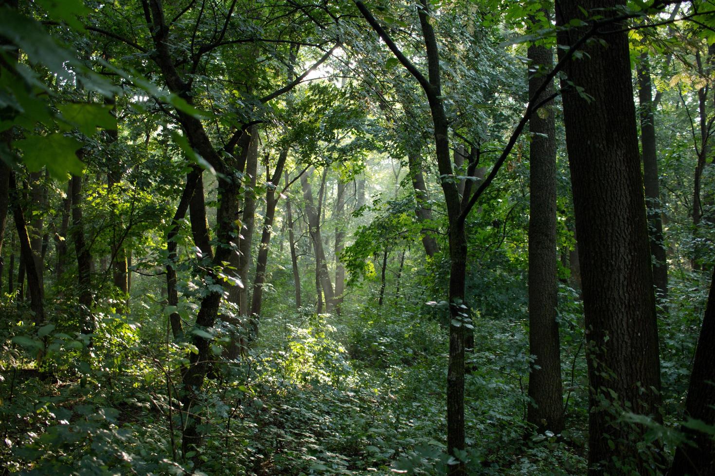 Landschaft mit Fluss im Wald foto