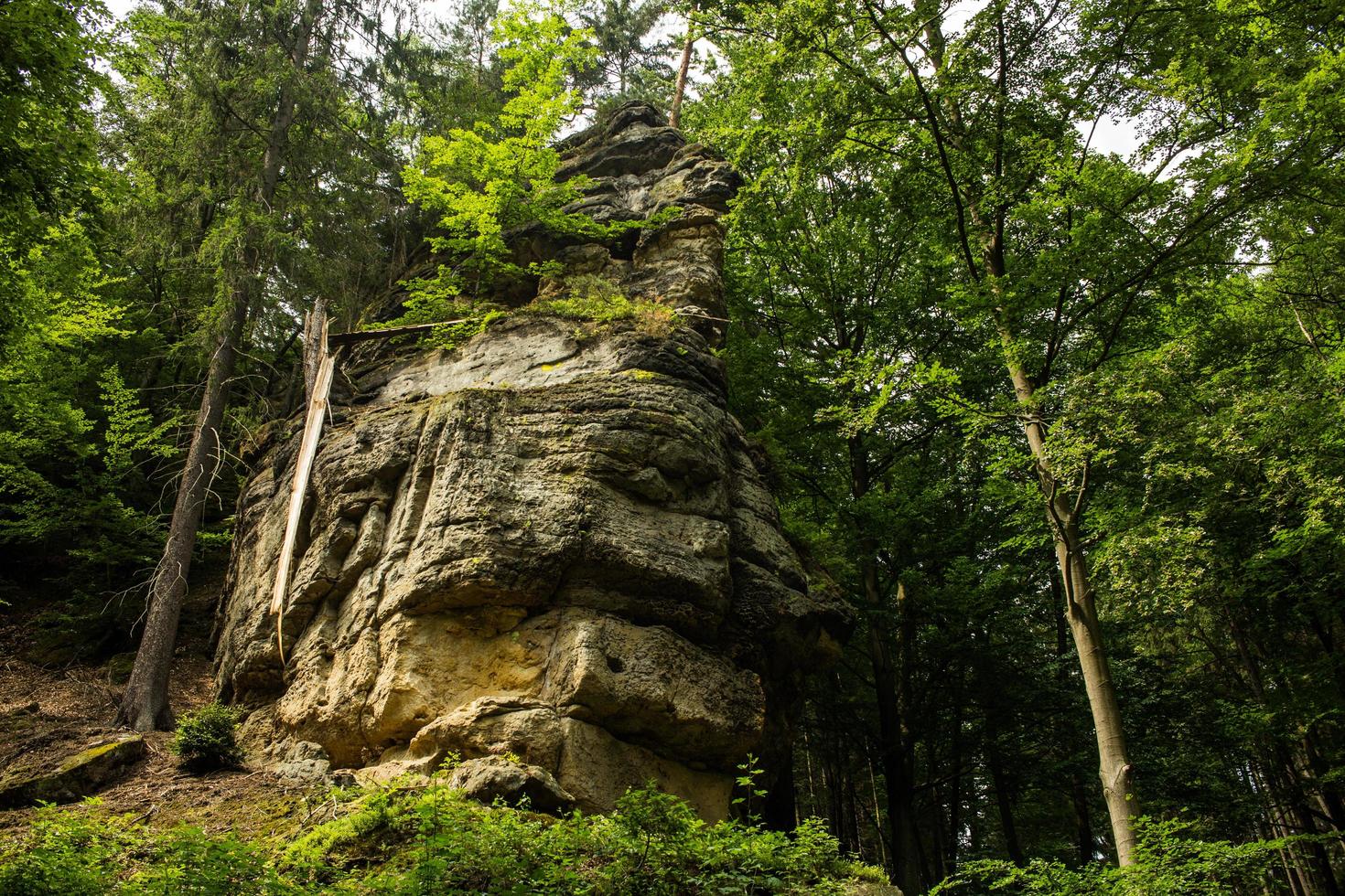 landschaft in den bergen im nationalpark der tschechischen schweiz, kiefernwald und felsen foto