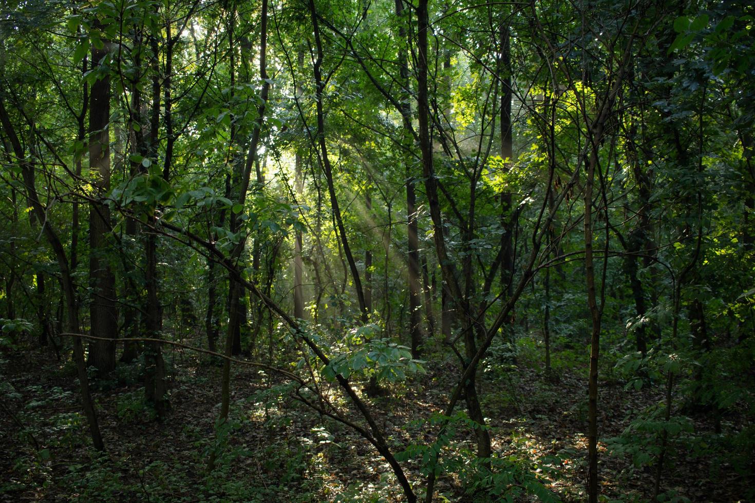 Landschaft mit Fluss im Wald foto