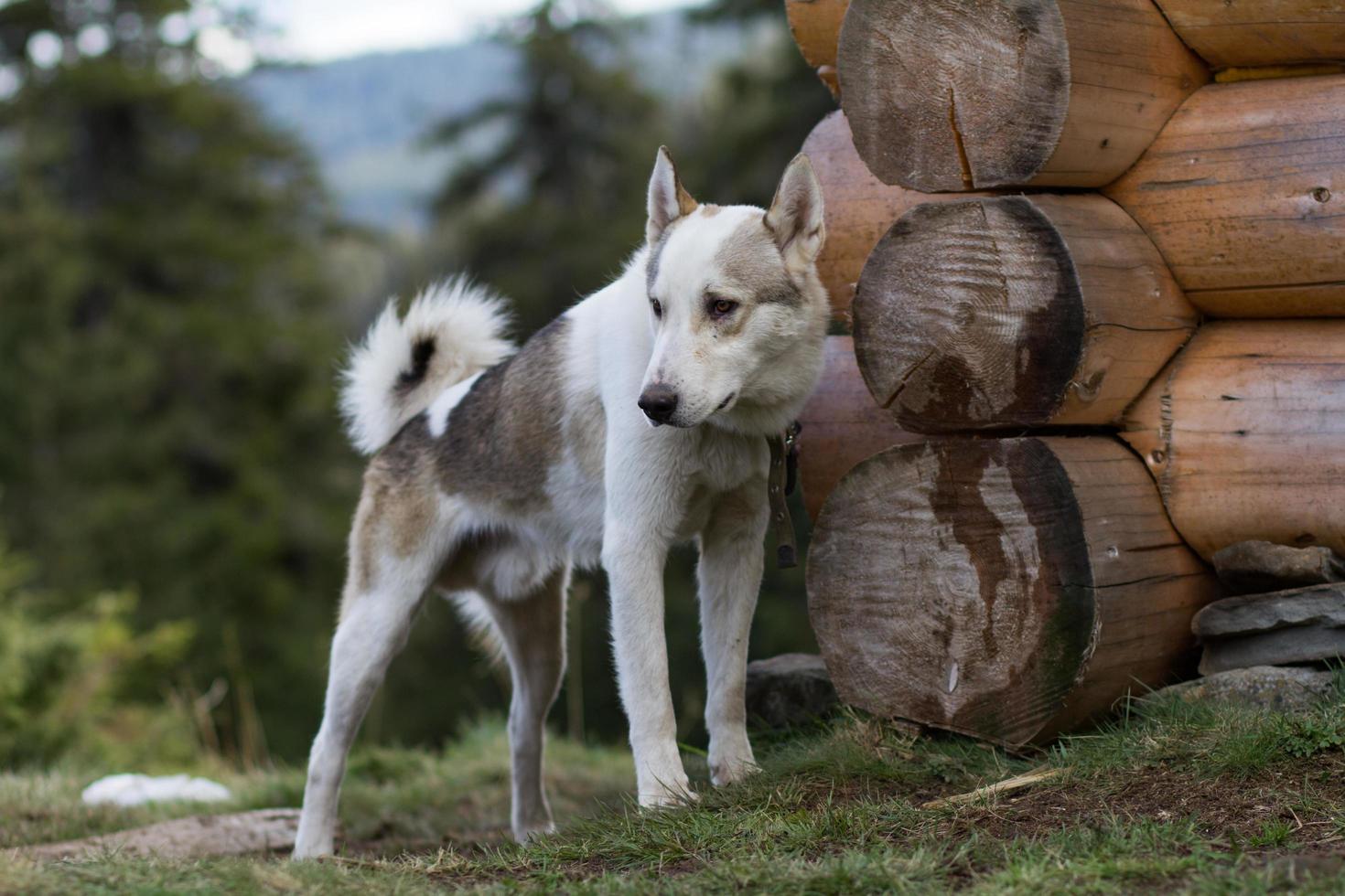 westsibirischer laika, russischer jagdhund, wilder wolfshund foto