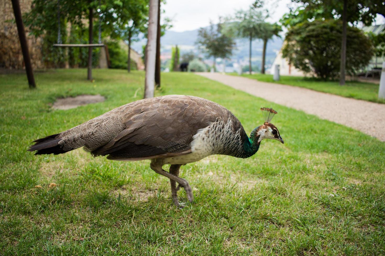 Porträt des schönen Pfaus im Park foto