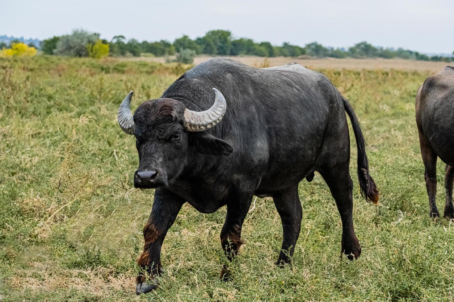 schwarzer Wasserbüffel auf den Feldern foto