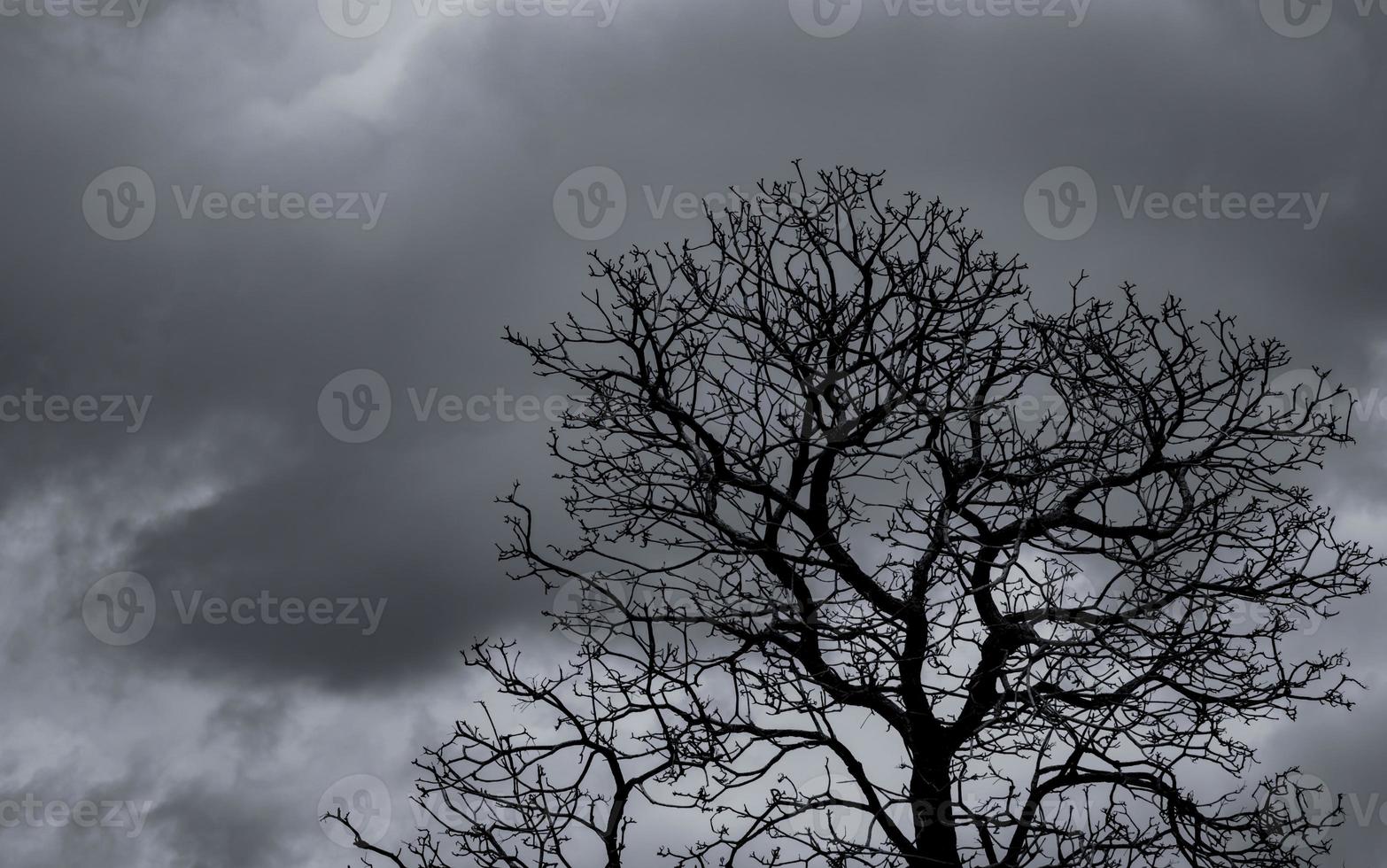 Silhouette toter Baum und Zweig auf grauem Himmelshintergrund. schwarze Zweige des Baumes. Natur Textur Hintergrund. Kunsthintergrund für Trauer, Tod, Klage, Hoffnungslosigkeit und Verzweiflung. Halloween-Tag-Hintergrund. foto