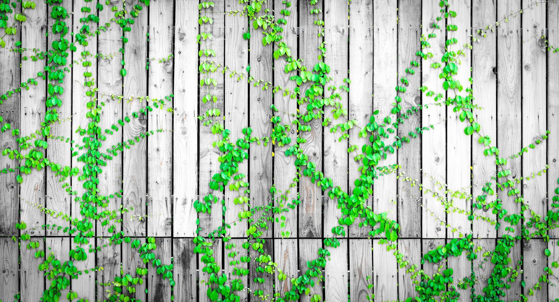 grüner Efeu klettert auf Holzzaun. Schlingpflanze auf grauer und weißer Holzwand des Hauses. Efeu wächst auf Holzplatte. Vintage-Hintergrund. Garten im Freien. natürliche grüne blätter auf holzplatte bedeckt. foto