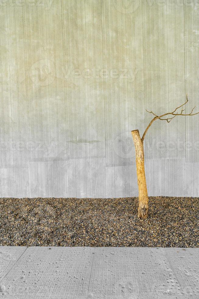 getrockneter Baum mit Betonwand dekorieren foto