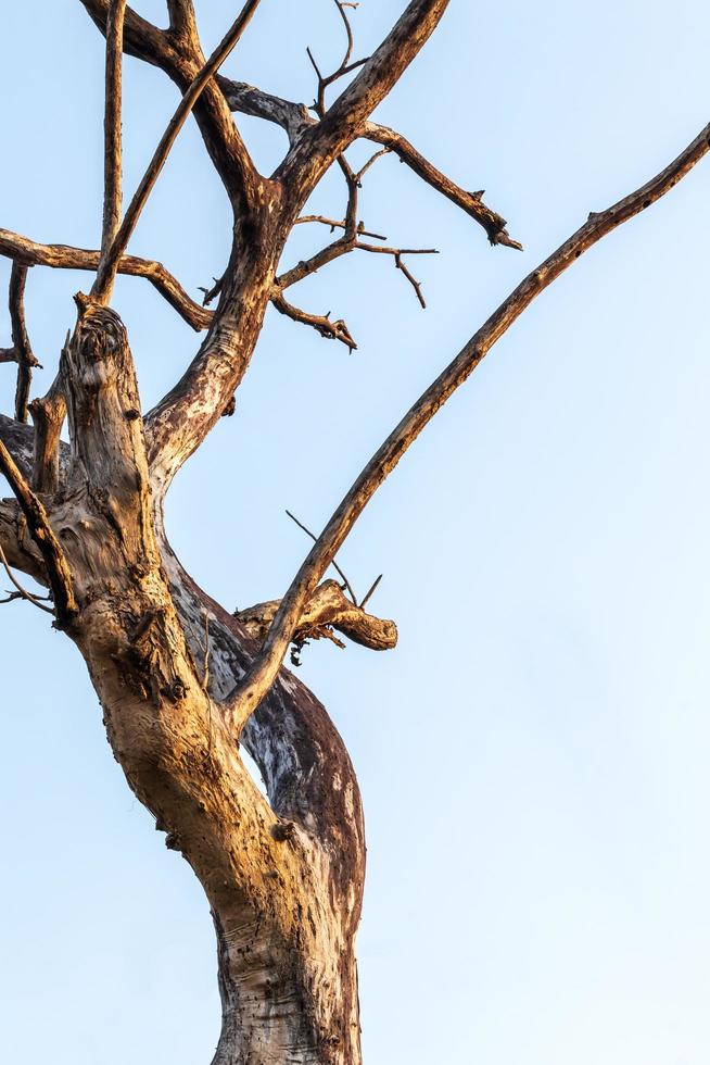 Der tote Baum verzweigt sich früh am Morgen in den Himmel. foto