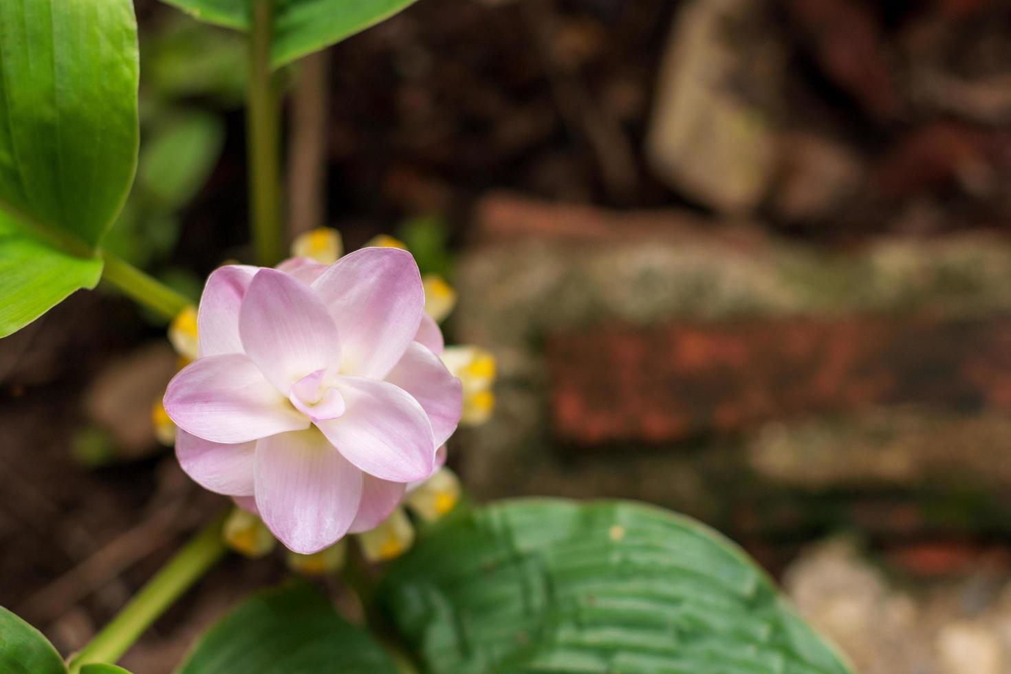 Nahaufnahme der schönen Krachiew-Blumen. foto