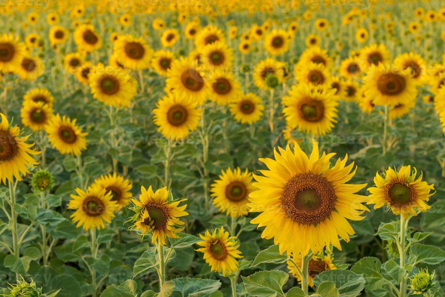 Viele Sonnenblumen blühen wunderschön auf einem weiten Feld. foto
