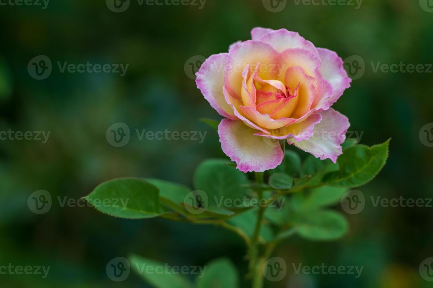 Nahaufnahme einer schönen, gelb-rosa Rose. foto