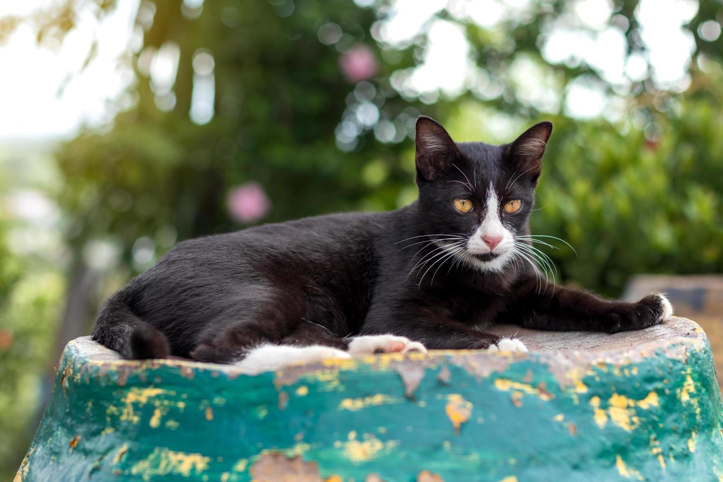 Eine schwarz-weiße Katze lag und starrte mit dem grünen Licht Bokeh. foto