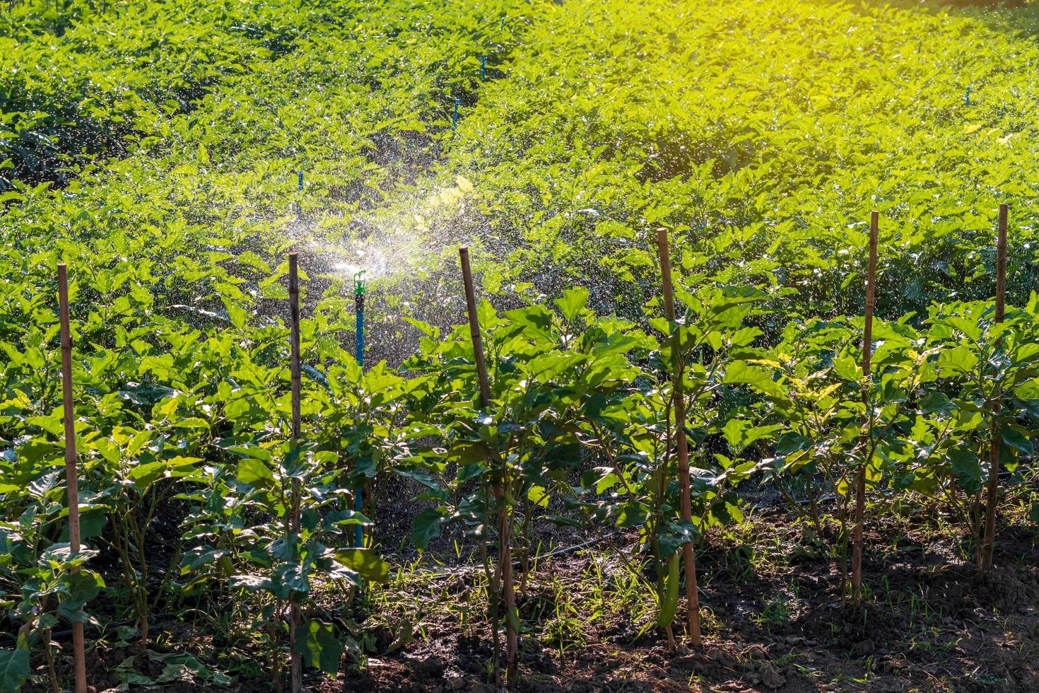 Auberginenfeldfrüchte mit Wassersprühsystemen. foto