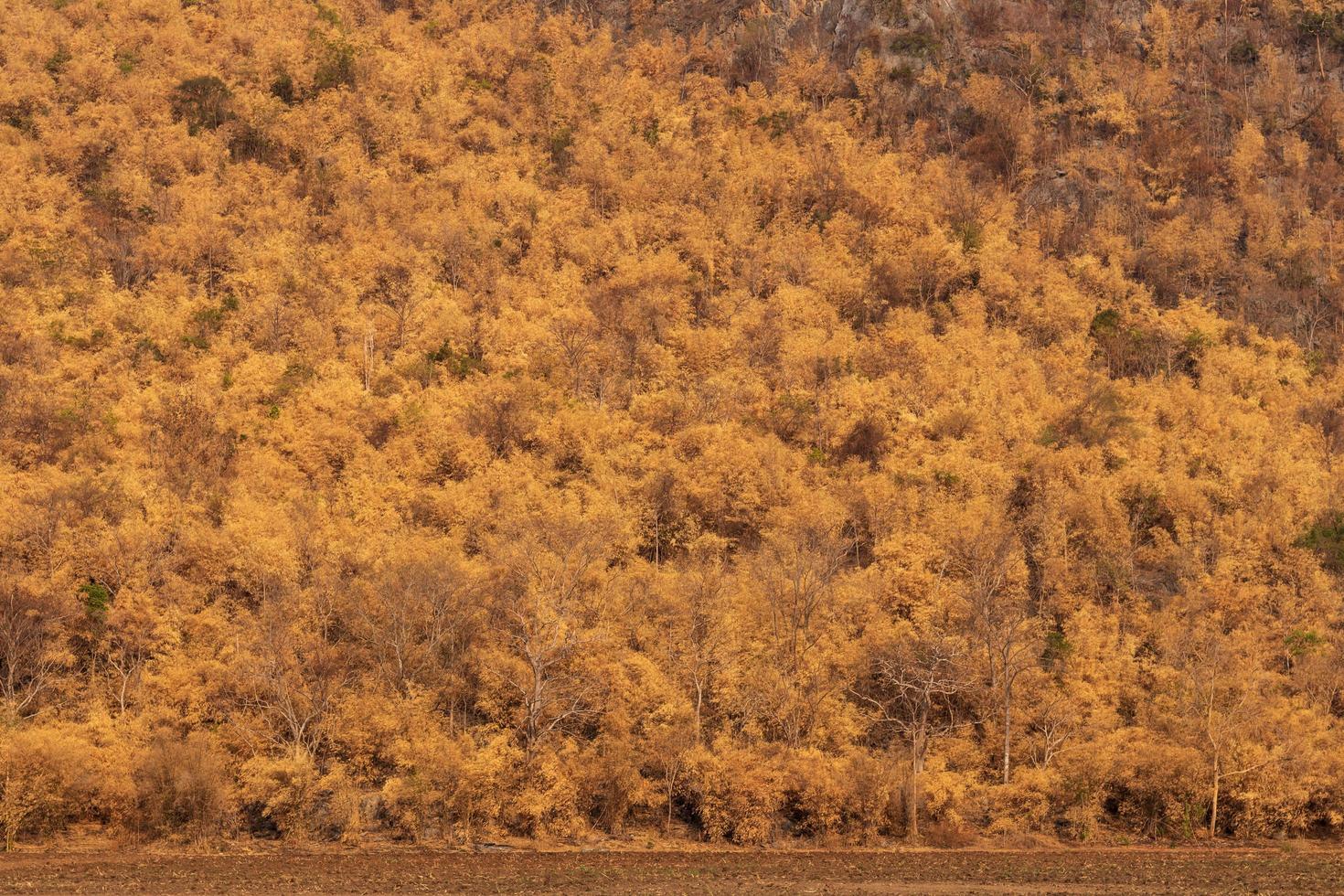 tote Bäume von Waldbränden Ausläufern. foto