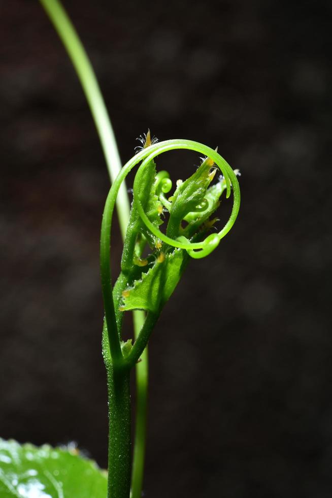 lvy Kürbis, Coccinia auf schwarzem Hintergrund foto