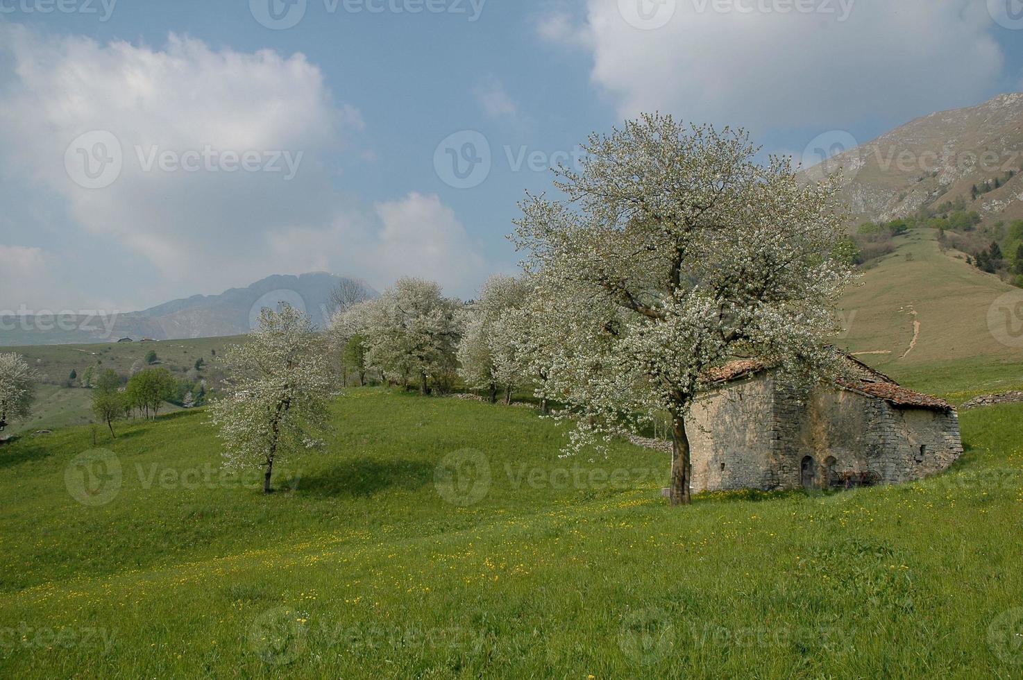 Bauernhaus mit Blüte foto