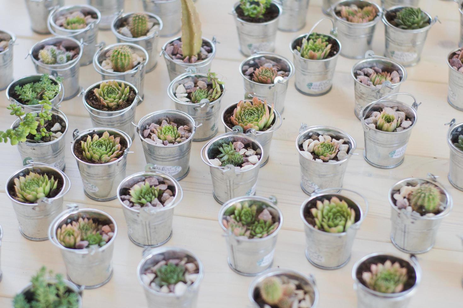 Blumenschmuck, Mini-Sukkulenten und Kakteen im Eiseneimer foto