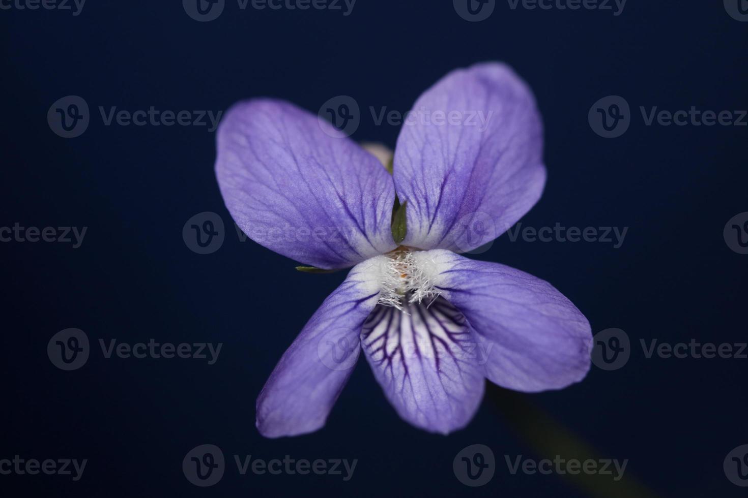 lila blühende blüte nahaufnahme viola riviviana familie violaceae botanische hochwertige große drucke moderner hintergrund foto