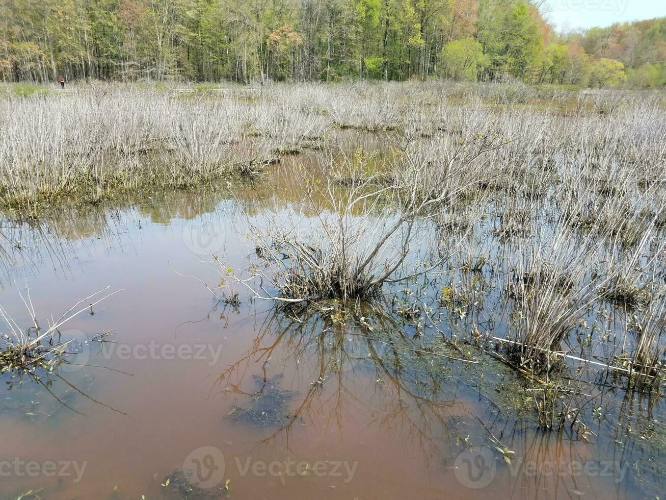 Trübes oder schlammiges Wasser in Seen oder Teichen mit Algen und Pflanzen foto