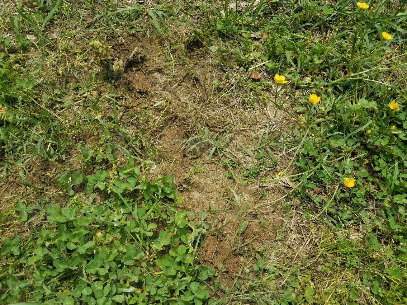 Ameisenhaufen und grünes Gras foto