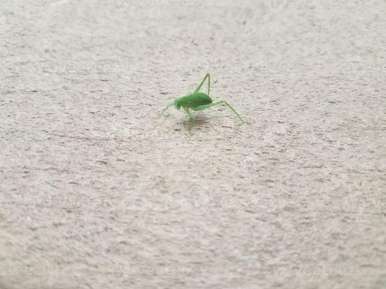 große grüne Blattlaus auf Holz foto