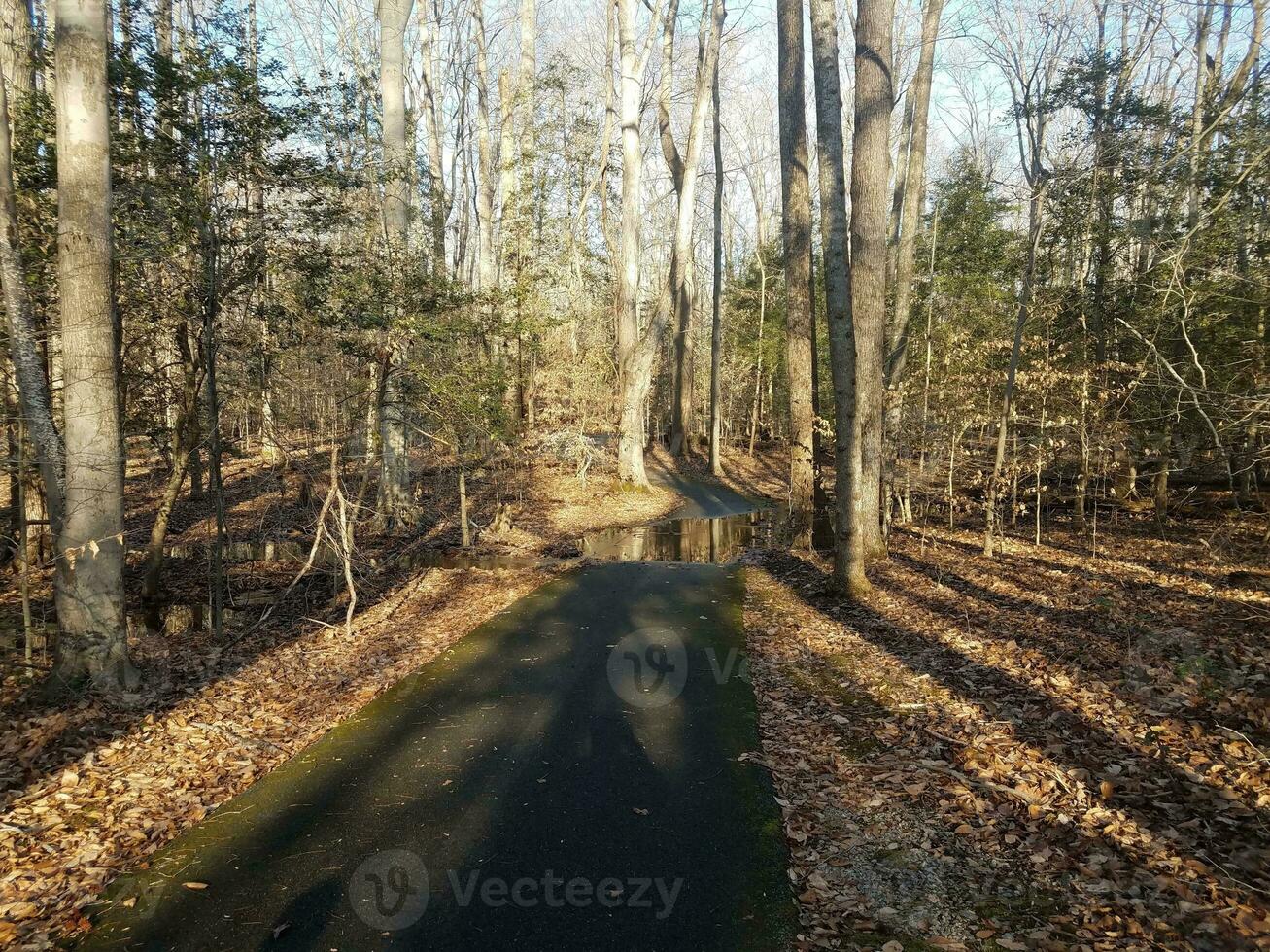 asphaltweg und hochwasser in wald und braunen blättern foto