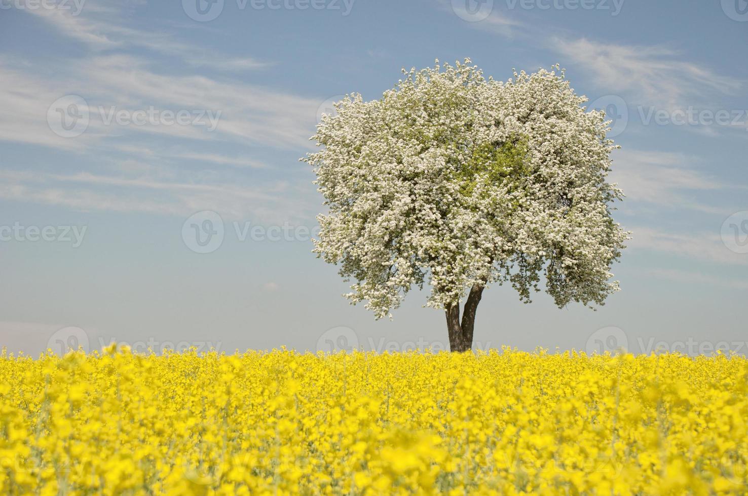 Rapsfeld mit blühendem Baum foto
