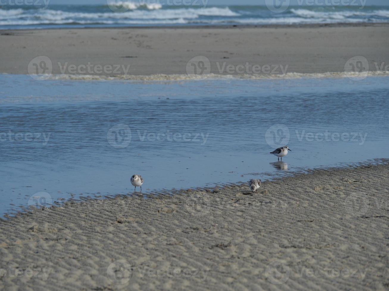 Insel Juist in der deutschen Nordsee foto