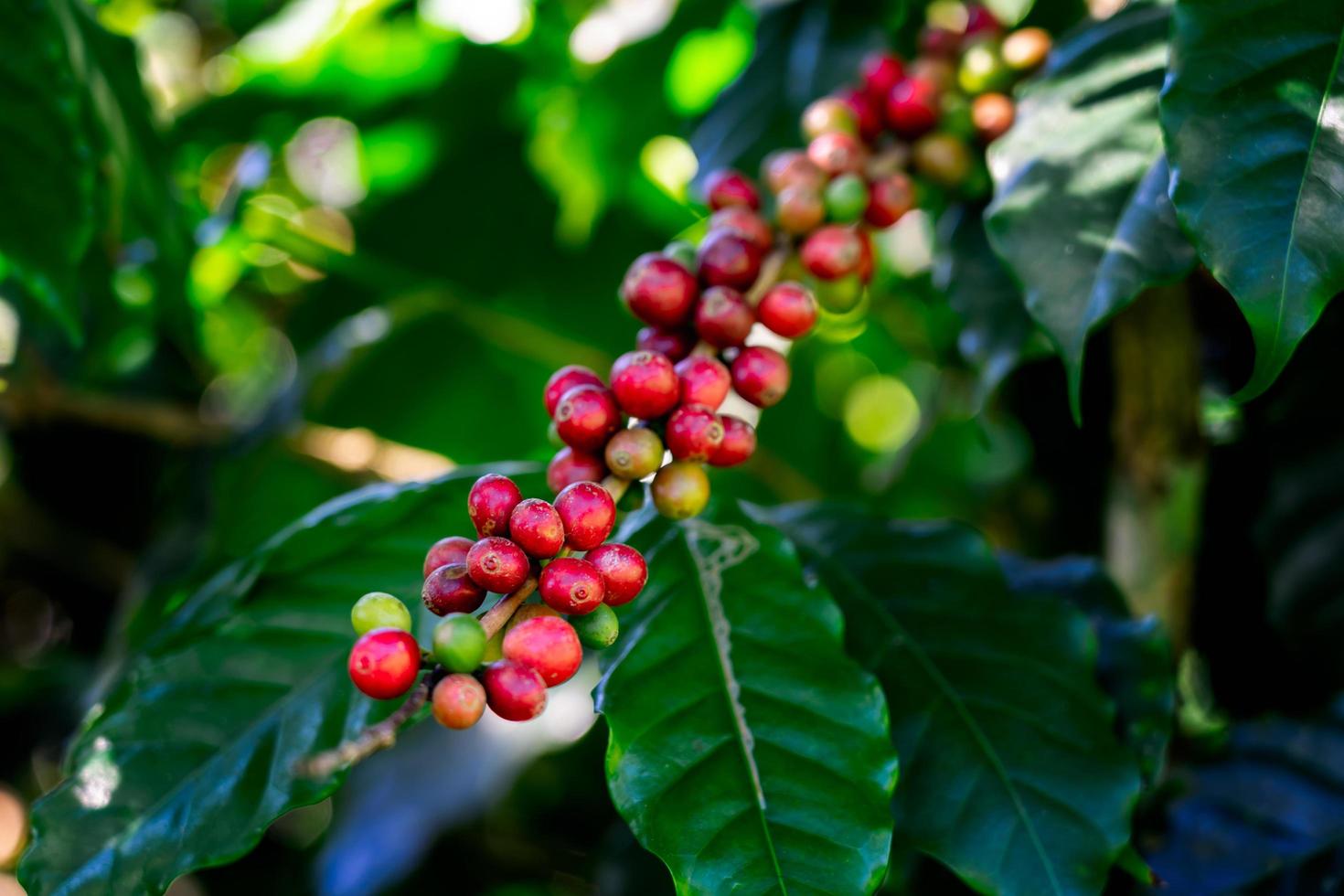 Kaffeebohnen am Baum am Berg in Farm Nordthailand. foto