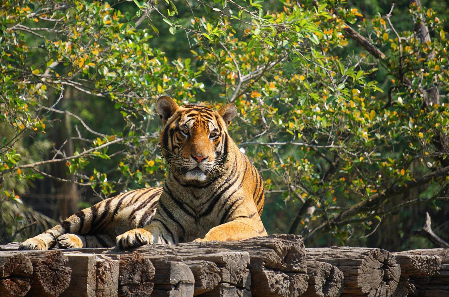 Der Tiger liegt auf einem Holzscheit. foto