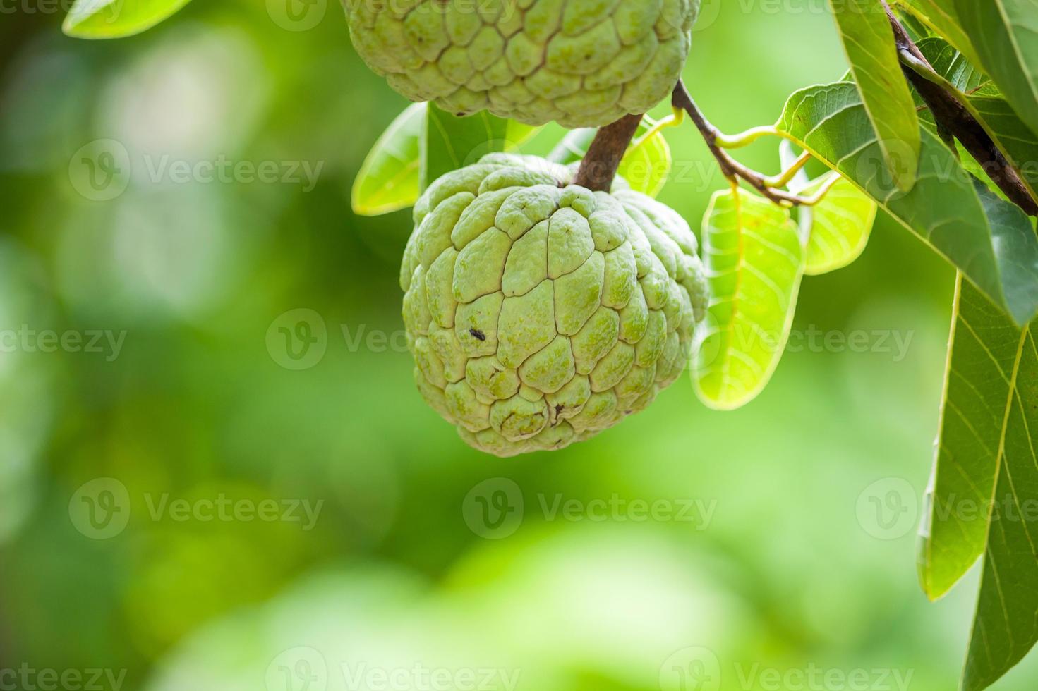 Puddingapfelfrucht auf grünem Baum im Garten foto