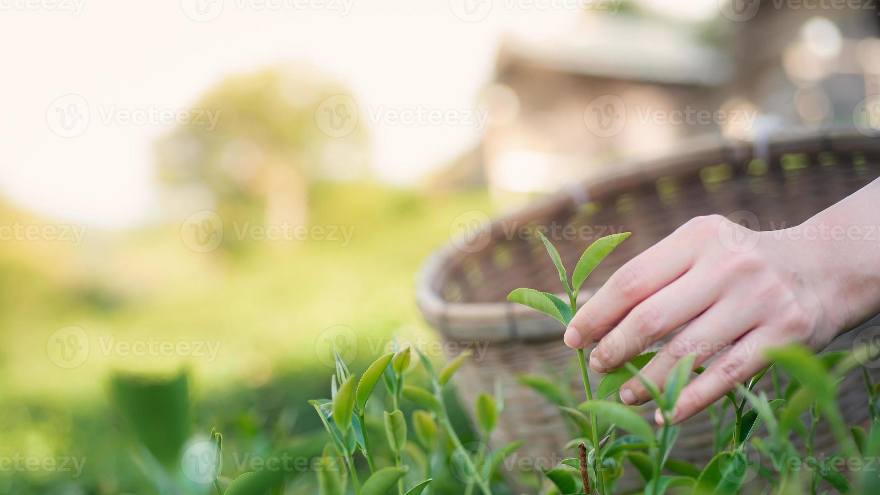 Nahaufnahmebild einer Bauernhand, die Teeblätter vom Baum pflückt und in einen Bambuskorb in einer Teeplantage legt foto