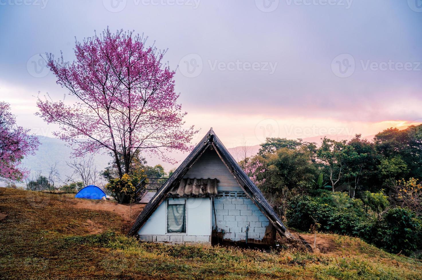 wilder Himalaya-Kirschbaum, der im Frühling blüht und Hütte auf einem Hügel foto