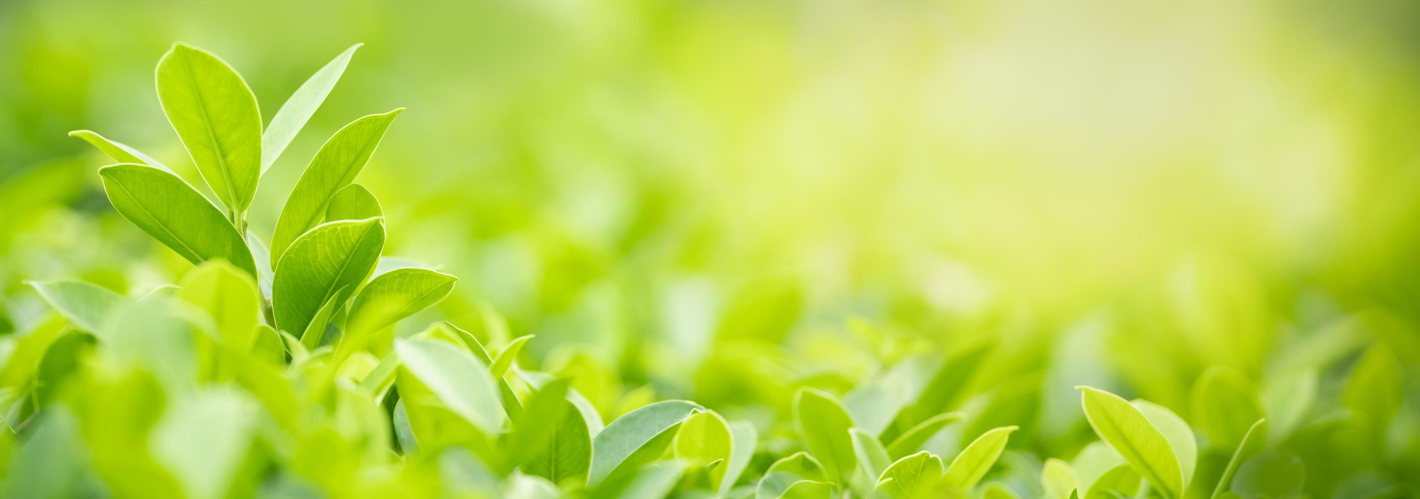 Nahaufnahme des grünen Blattes der Naturansicht auf unscharfem grünem Hintergrund unter Sonnenlicht mit Bokeh und Kopienraum unter Verwendung der natürlichen Pflanzenlandschaft des Hintergrundes, Ökologieabdeckungskonzept. foto