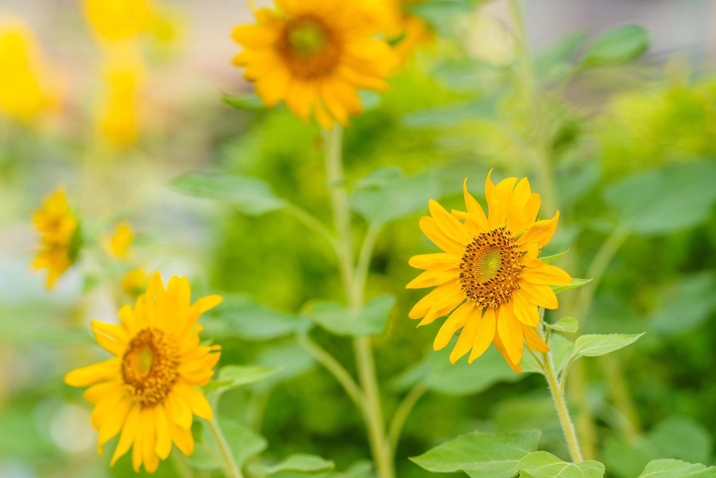 Nahaufnahme der Sonnenblumenblume mit grünem Blatt unter Sonnenlicht mit Kopierraum unter Verwendung natürlicher Pflanzenlandschaft als Hintergrund, Ökologie-Deckblattkonzept. foto