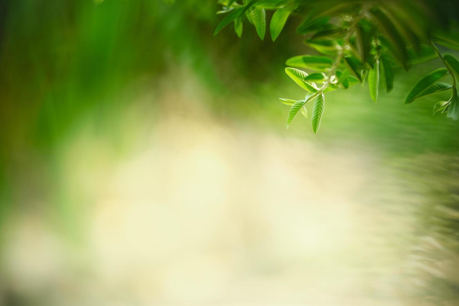 schönes grünes blatt der naturansicht auf unscharfem grünem hintergrund unter sonnenlicht mit bokeh und kopierraum unter verwendung der natürlichen pflanzenlandschaft des hintergrundes, ökologietapetenkonzept. foto