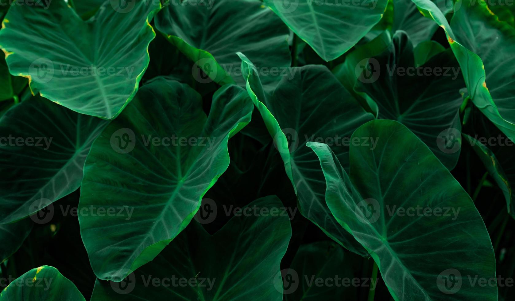 grüne Blätter des Elefantenohrs im Dschungel. grüne blattstruktur mit minimalem muster. grüne Blätter im tropischen Wald. Botanischer Garten. grüne Tapete für Spa oder psychische Gesundheit und Geistestherapie. foto