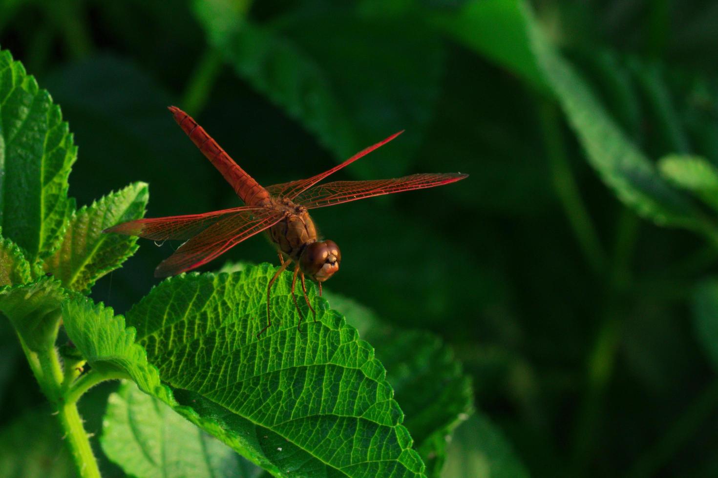 Schöne rote Libelle zeigt Flügeldetails auf einem grünen Blatt als natürlicher Hintergrund am Sonnenscheintag. Insektentier in der Natur. Nahaufnahme rote Libelle. Wasserqualitätsindikator. Gedenkkonzept. Welt retten. foto