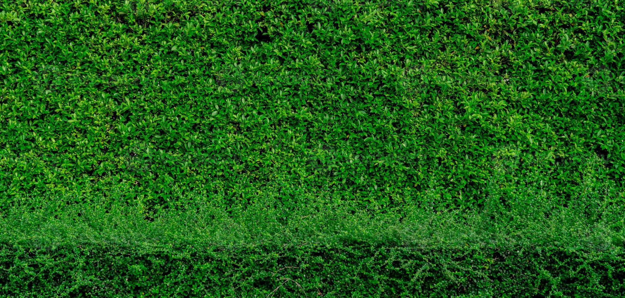 kleine grüne Blätter Textur Hintergrund mit schönem Muster. saubere Umwelt. Zierpflanze im Garten. Öko-Wand. organischer natürlicher hintergrund. Viele Blätter reduzieren den Staub in der Luft. tropischer Garten. foto