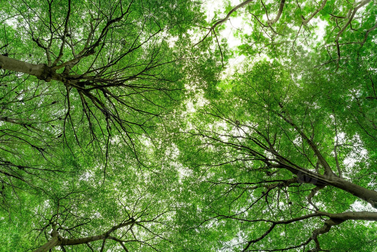 Unteransicht des Baumstamms zu grünen Blättern des Baums im tropischen Wald. frische Umgebung im Park. grüne pflanze gibt sauerstoff im sommergarten. Wald ist Lunge für menschliches Konzept. atmen sie frische luft konzept. foto