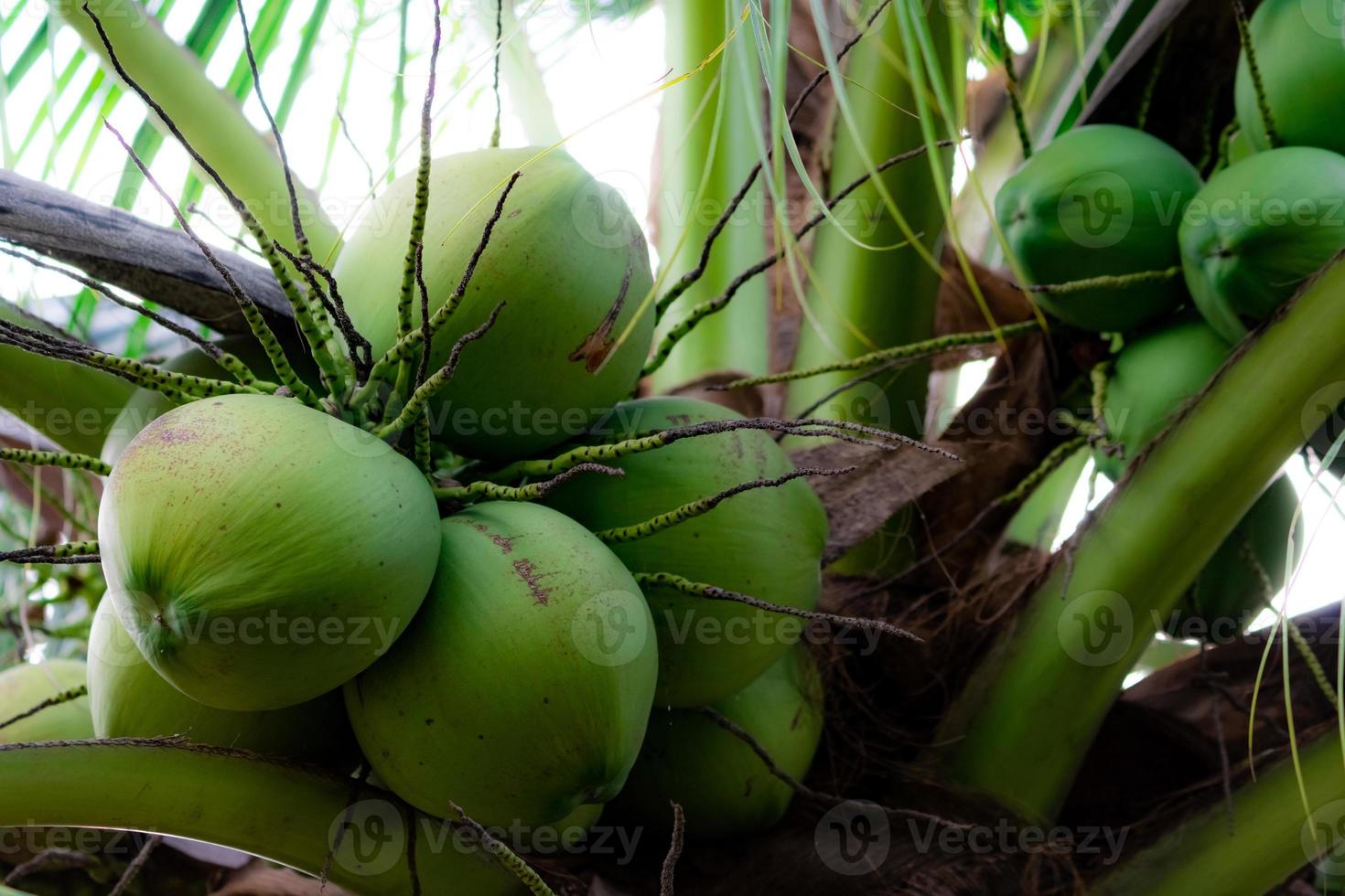 Bündel Kokosnuss auf Kokospalme. Tropische Frucht. Palme mit grünen Blättern und Früchten. Kokospalme in Thailand. Kokosnussplantage. Landwirtschaft Bauernhof. Bio-Getränk für den Sommer. exotische Pflanze. foto