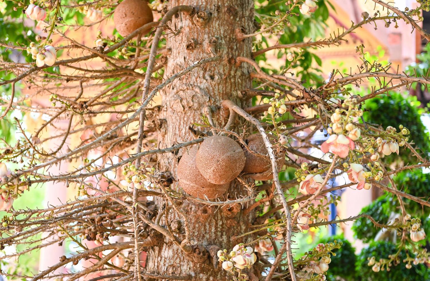 kanonenkugelfrucht auf dem kanonenkugelbaum mit blume, shorea robusta dipterocarpaceae - sal, shal, sakhuwan, salbaum, sal von indien, religiosa foto